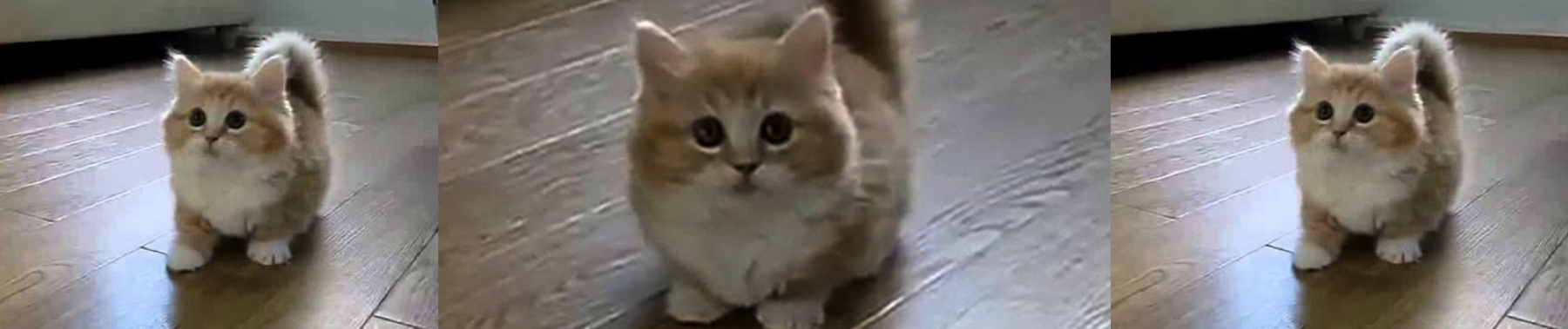 Meow!